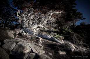 The Cypress at Point Lobos-5938